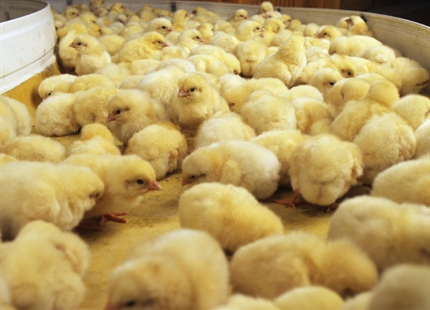 Befukting av eggklekkeri