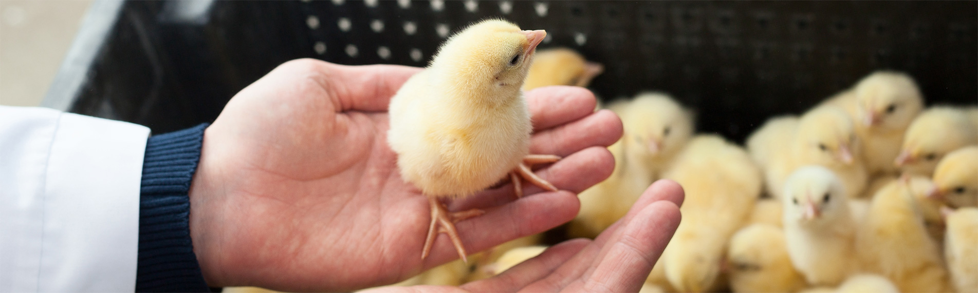 Egg hatchery humidification & humidity control